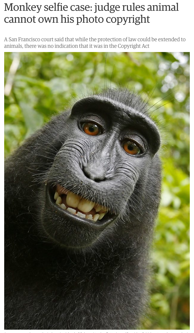 Celebes macaque selfie