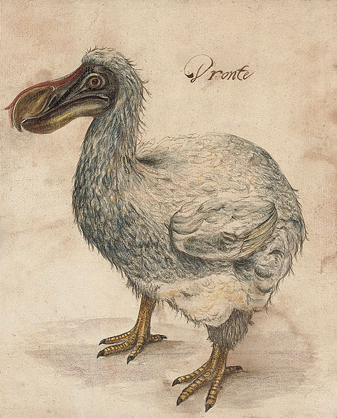17thC illustration of a dodo