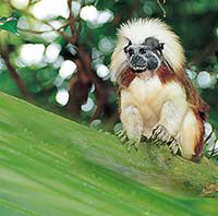 Singapore Zoo