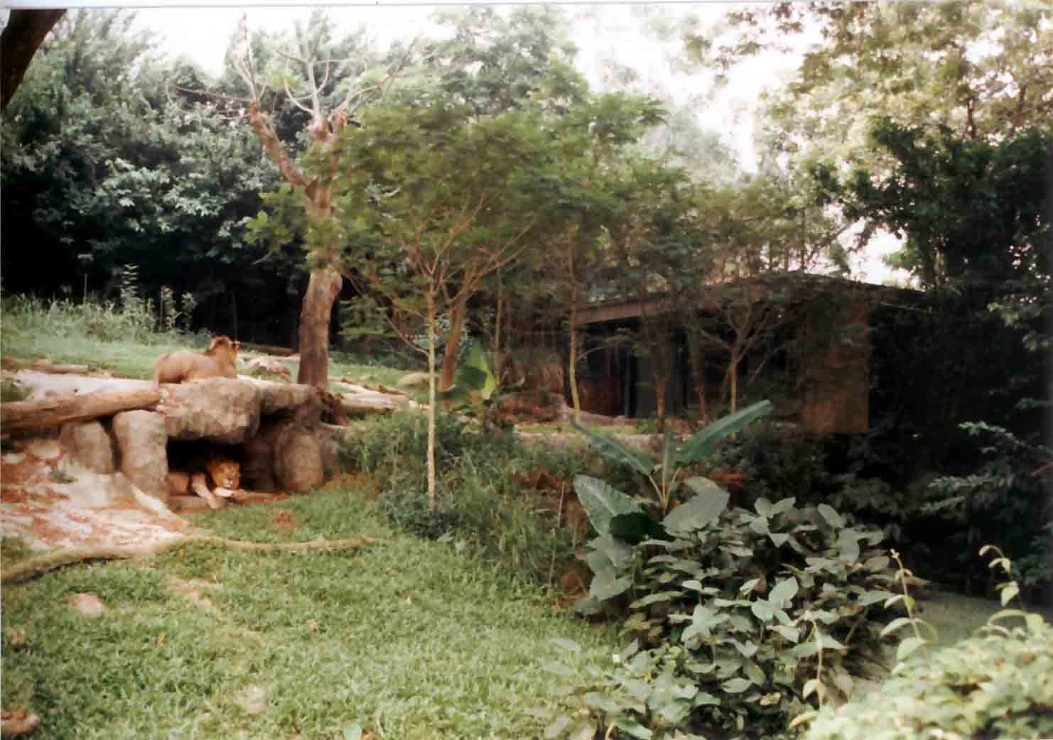 shelter at lion exhibit