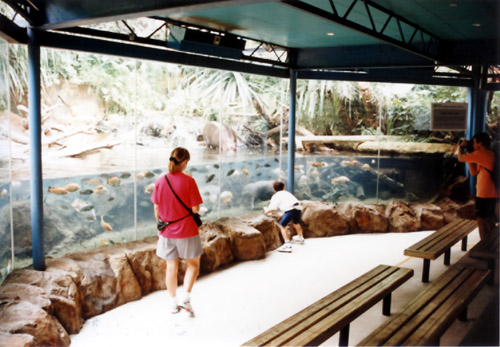 pygmy hippo exhibit viewing gallery interior